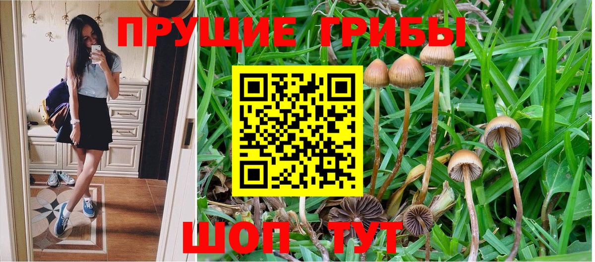 Псилоцибиновые грибы Psilocybe Советский